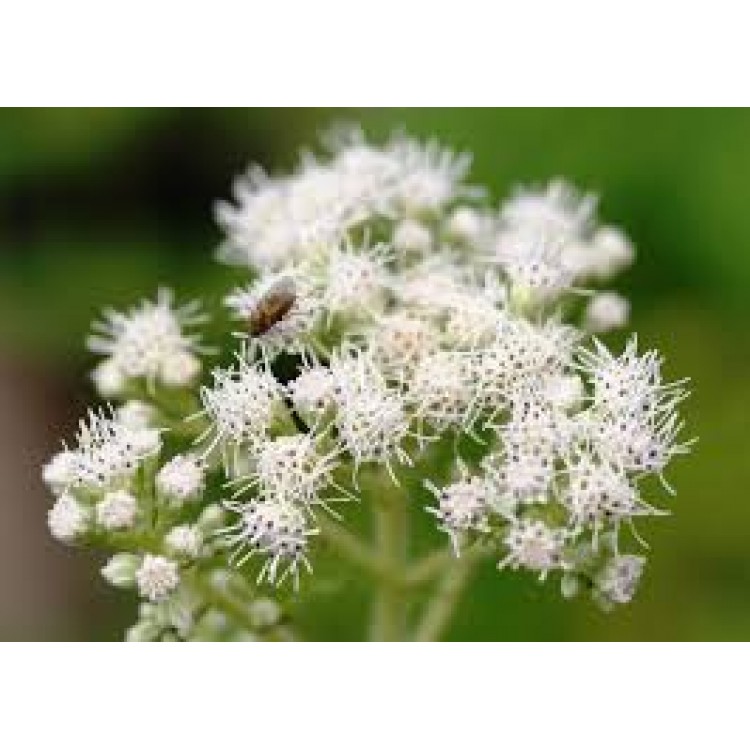 Eupatorium Perfoliatum Eupatorium Perfoliatum