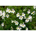 Euphrasia Euphrasia