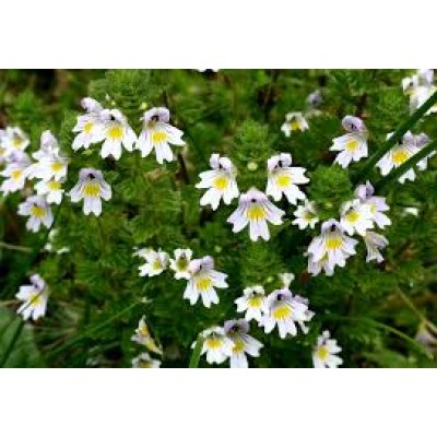 Euphrasia