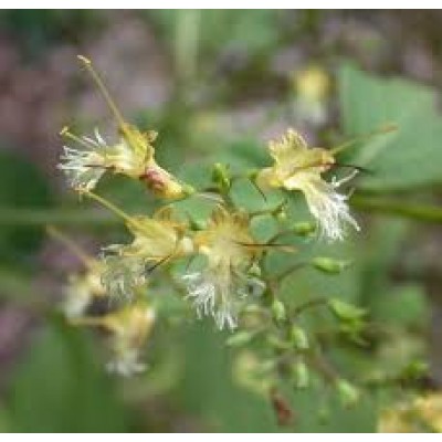 Glonoinum