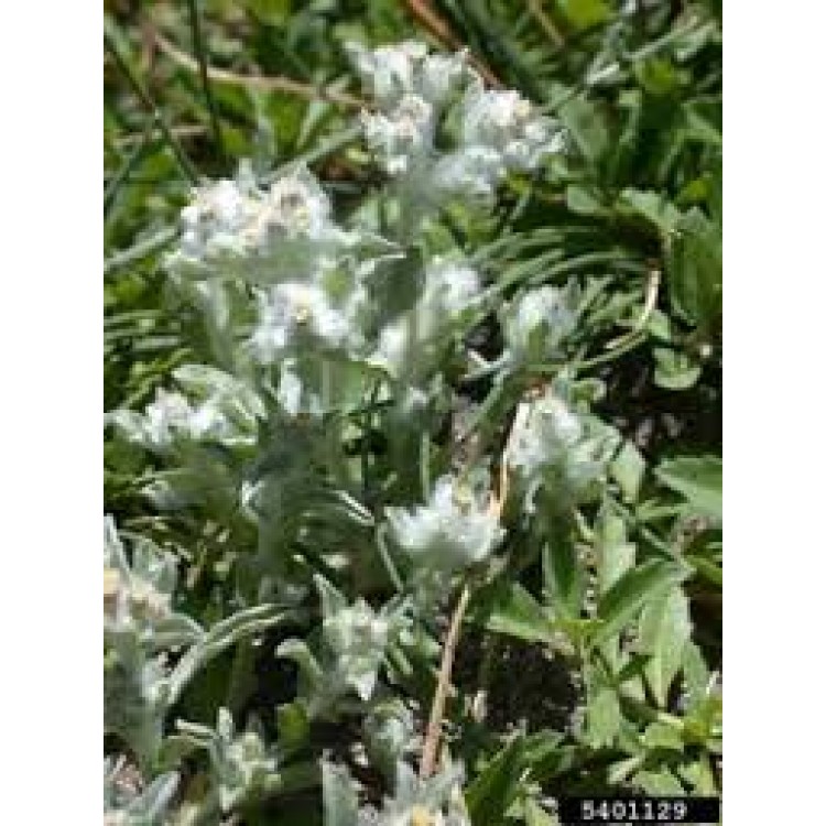 Gnaphalium