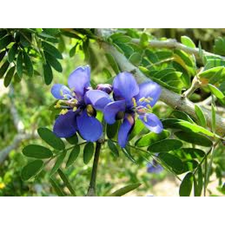 Guaiacum Guaiacum