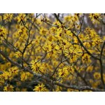 Hamamelis Hamamelis