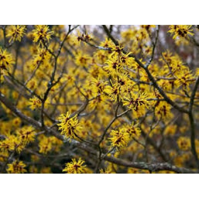 Hamamelis