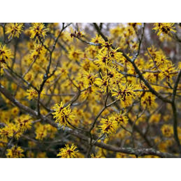 Hamamelis Hamamelis