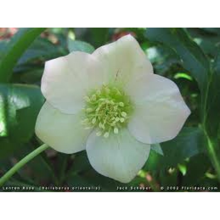 Helleborus Helleborus