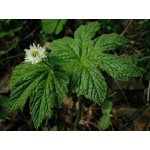 Hydrastis Canadensis Hydrastis Canadensis