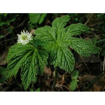 Hydrastis Canadensis