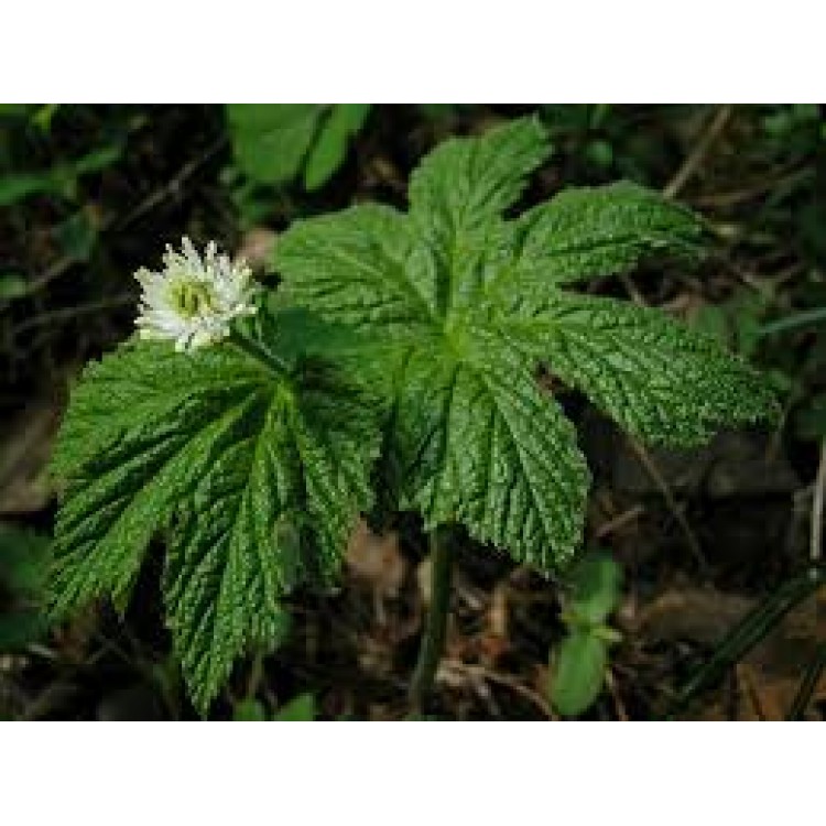 Hydrastis Canadensis Hydrastis Canadensis