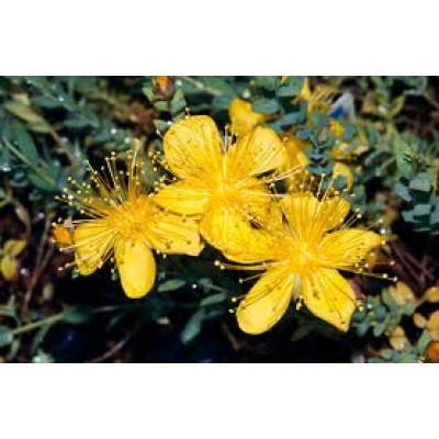 Hypericum
