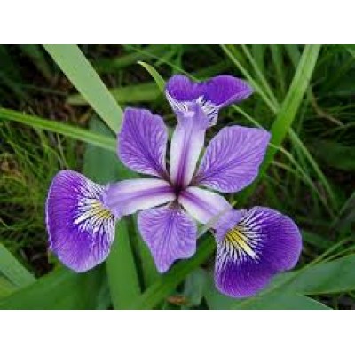 Iris Versicolor