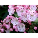 Kalmia Latifolia Kalmia Latifolia