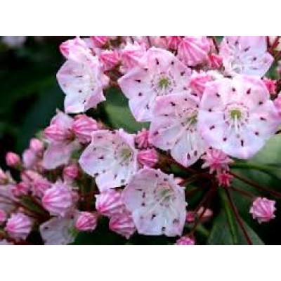 Kalmia Latifolia