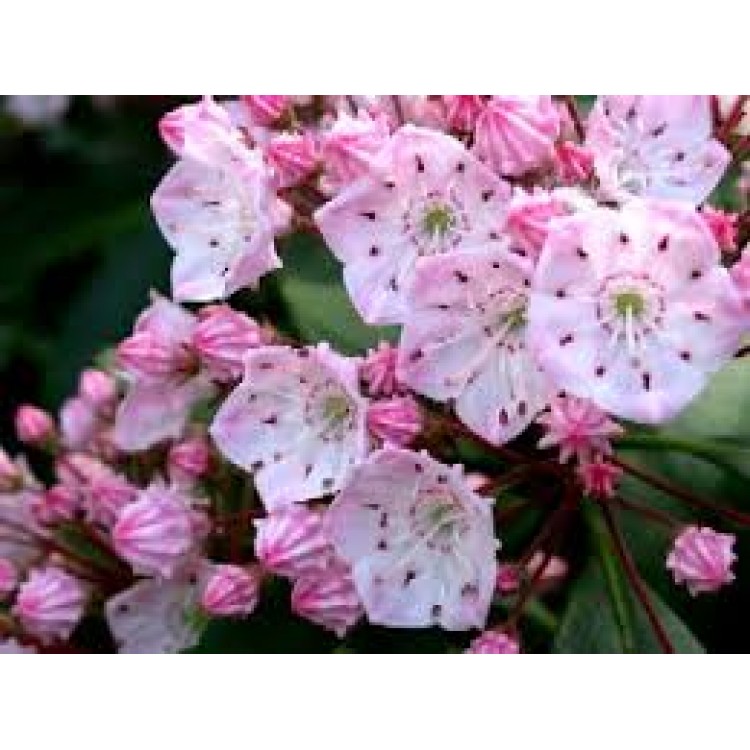 Kalmia Latifolia Kalmia Latifolia