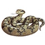 Lachesis