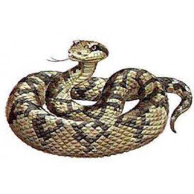 Lachesis