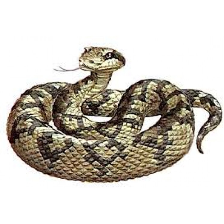 Lachesis