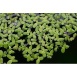 Lemna Minor Lemna Minor