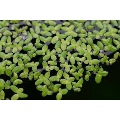Lemna Minor