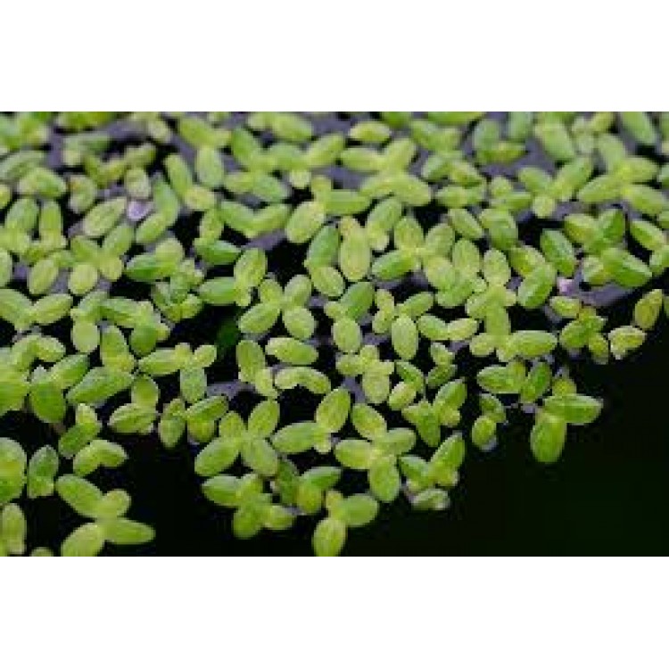 Lemna Minor Lemna Minor