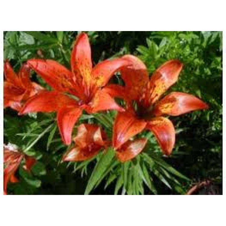 Lilium Tigrinum Lilium Tigrinum