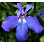Lobelia Lobelia