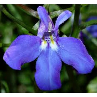 Lobelia