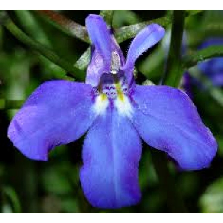 Lobelia Lobelia