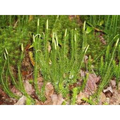 Lycopodium