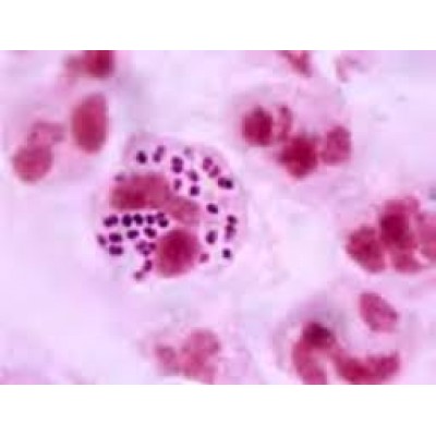 Medorrhinum