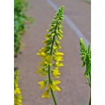 Melilotus Officinalis Melilotus Officinalis