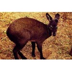 Moschus