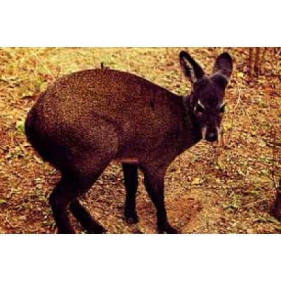 Moschus