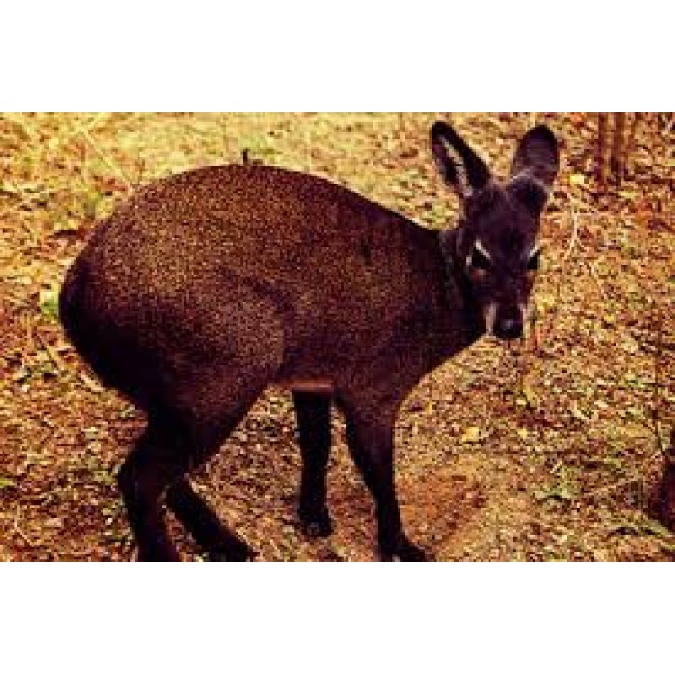 Moschus