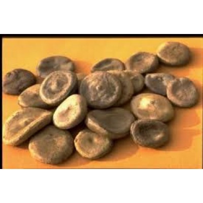 Nux Vomica