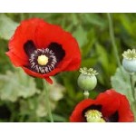 Opium Opium