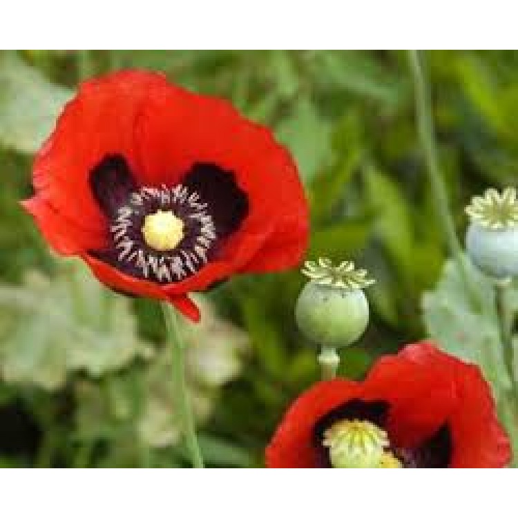 Opium Opium