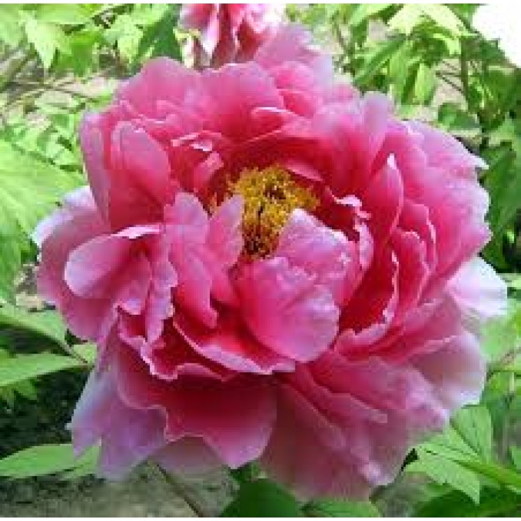 Paeonia