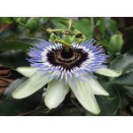 Passiflora Passiflora