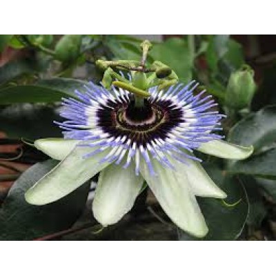 Passiflora