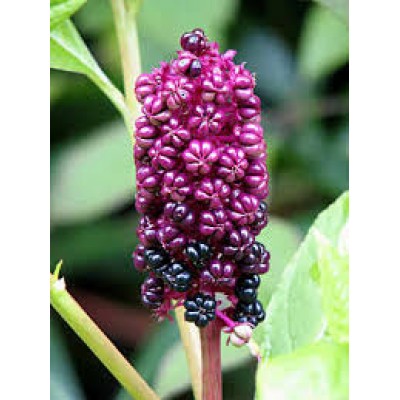 Phytolacca