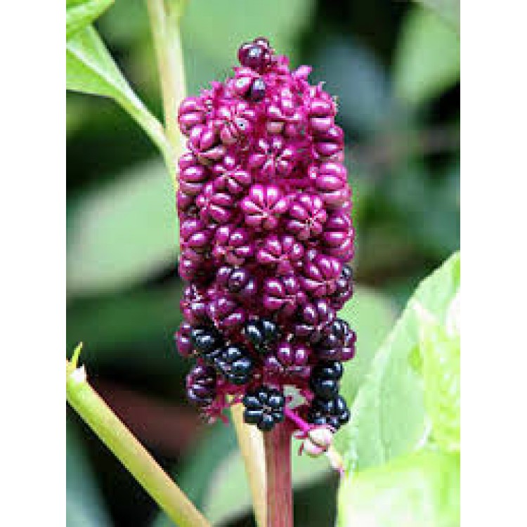 Phytolacca