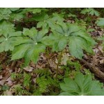 Podophyllum Podophyllum