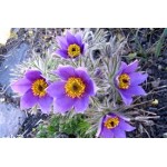 Pulsatilla Pulsatilla