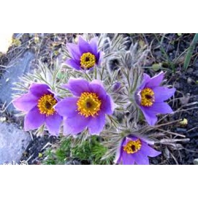 Pulsatilla