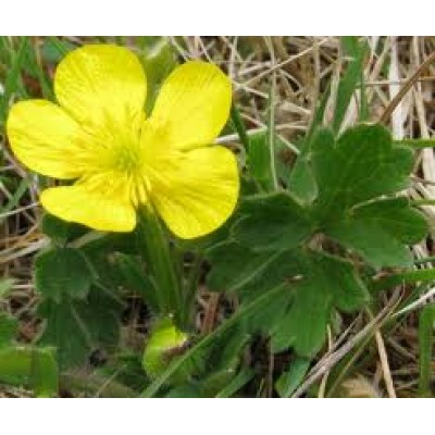 Ranunculus Bulbosus