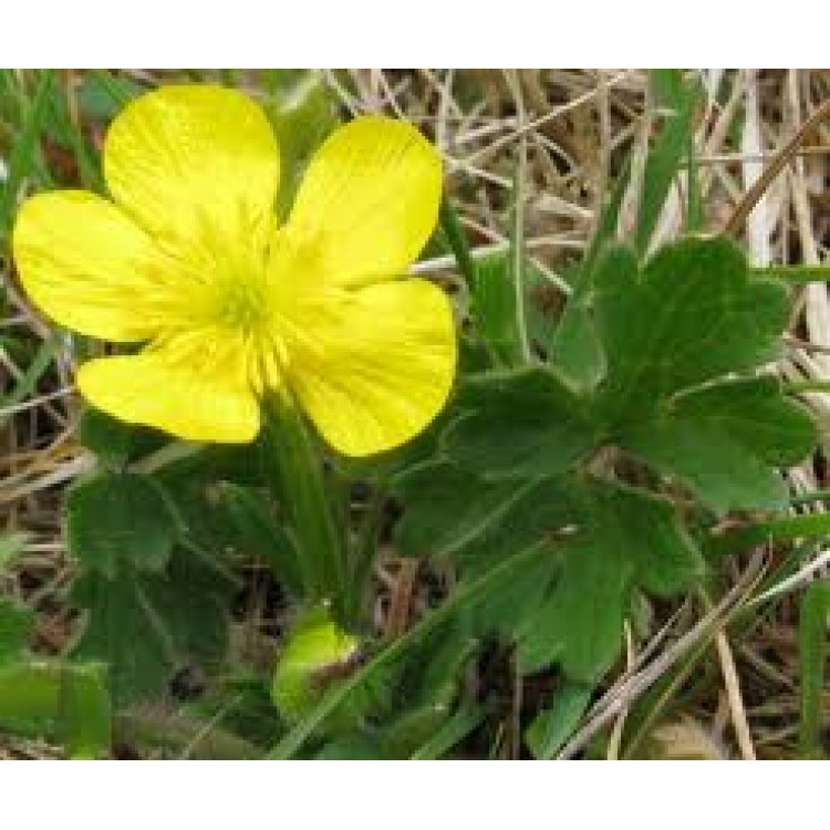 Ranunculus Bulbosus Ranunculus Bulbosus