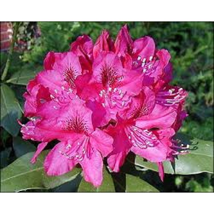 Rhododendron