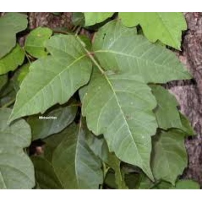 Rhus Toxicodendron