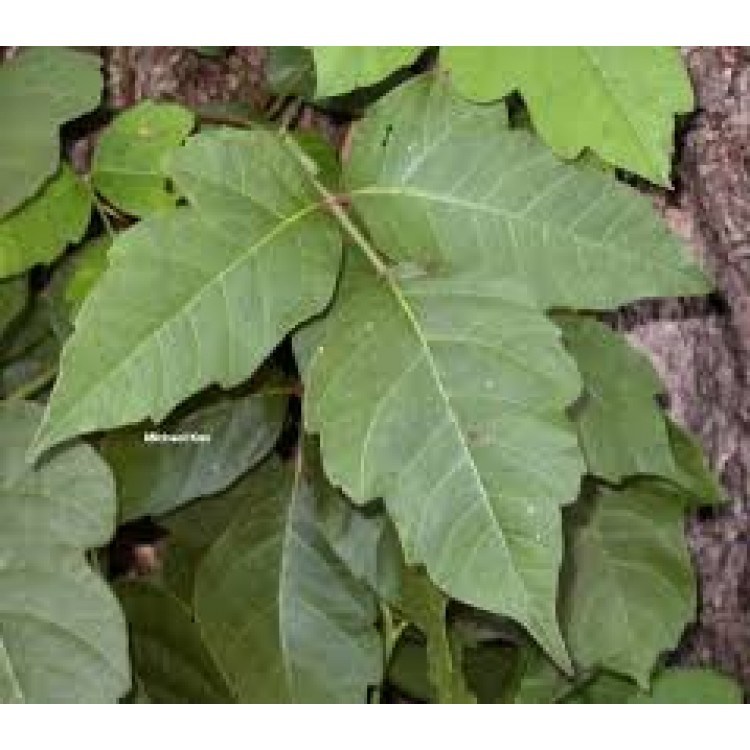 Rhus Toxicodendron Rhus Toxicodendron